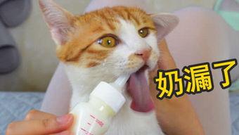 萌猫宝哥哥上海头条,沪上萌宠新宠儿，宝哥哥魅力无限