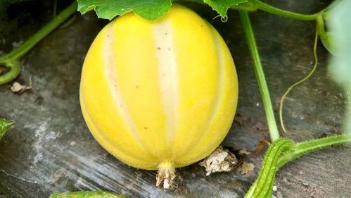 本瓜咋吃,从挑选到美味呈现