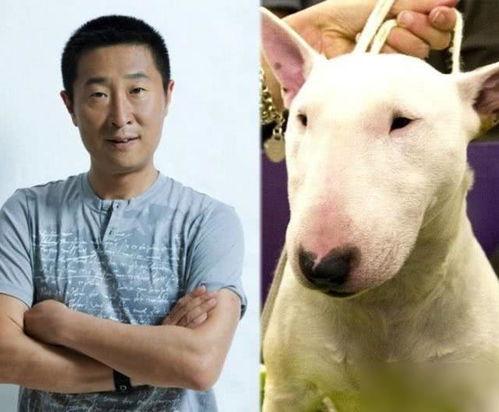跟狗长得像明星,揭秘那些与人类偶像神似的名犬风采
