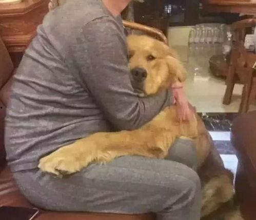 网红大叔收养的狗奴,网红大叔的温馨收养故事