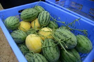 深圳吃瓜群,揭秘城市生活百态的“瓜田”