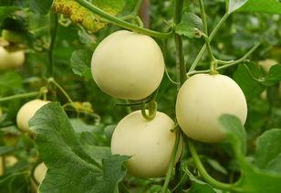 气突苏 吃瓜,揭秘网络热词“吃瓜”背后的文化现象