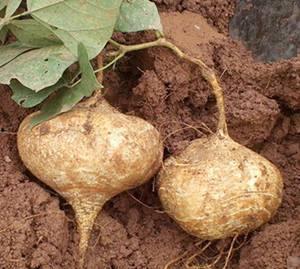 怀孕吃烤土瓜,烤土瓜的营养与美味